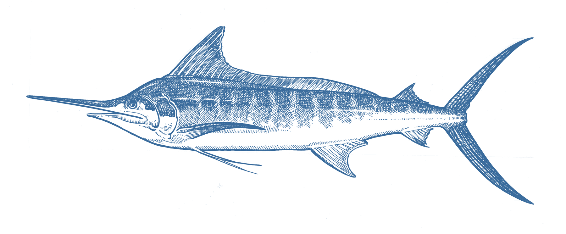 How to Catch Striped Marlin - Tips for Fishing For Striped Marlin