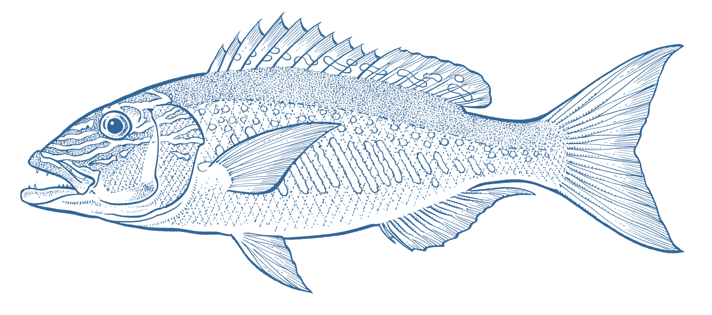 Goldband Snapper - GoodFish Australia's Sustainable Seafood Guide