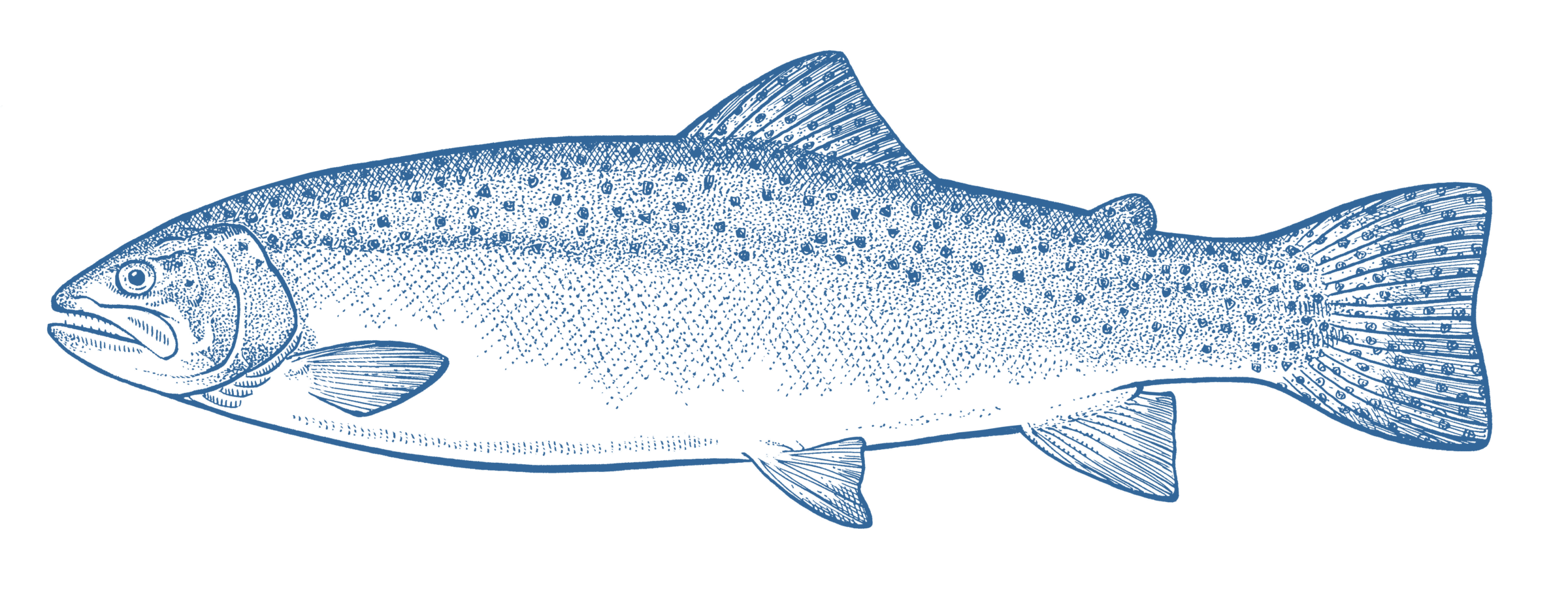 Rainbow Trout - GoodFish Australia's Sustainable Seafood Guide