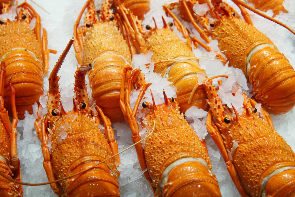 Western or Eastern Australian Rock Lobster