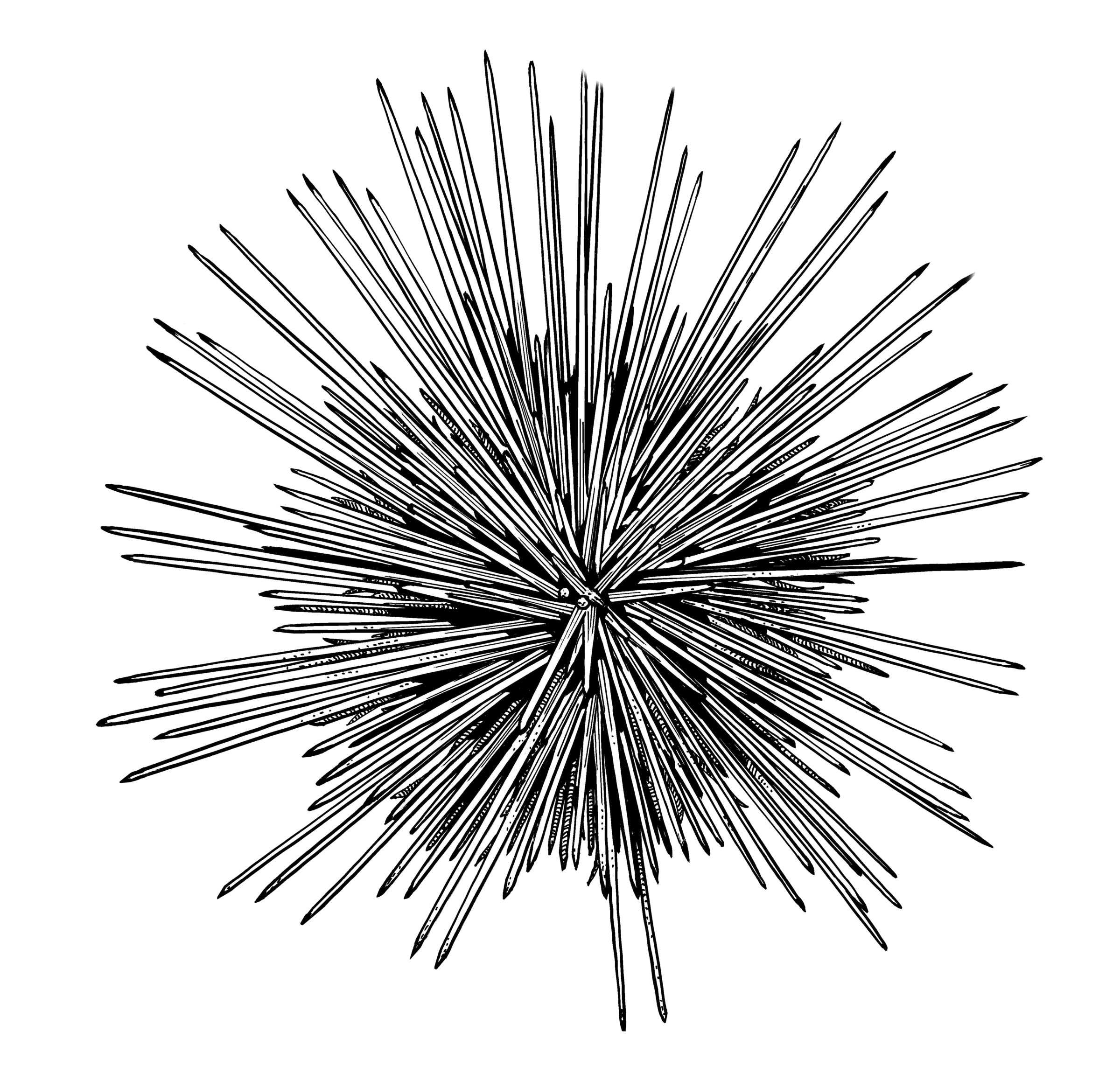Unveiling The Secrets Of Sea Urchin Sensation - kplbolj